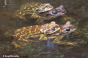 Common Cuban Toad k093-13.jpg - 47338 Bytes